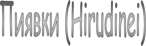  (Hirudinei)
