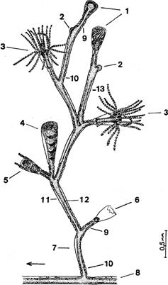     obelia loveni