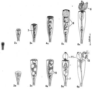   Obelia loveni