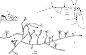         cordylophora inkermanica marfenin