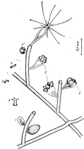         cordylophora inkermanica marfenin